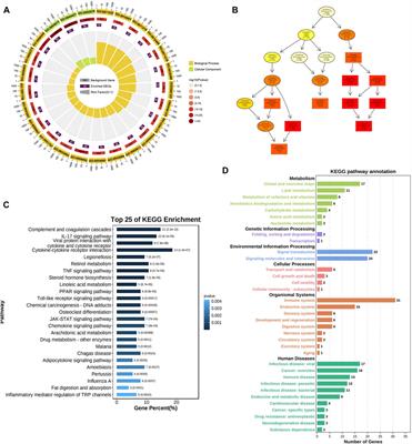 Identification of the lncRNA–miRNA‒mRNA regulatory network for middle cerebral artery occlusion-induced ischemic stroke